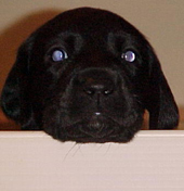 Puppy